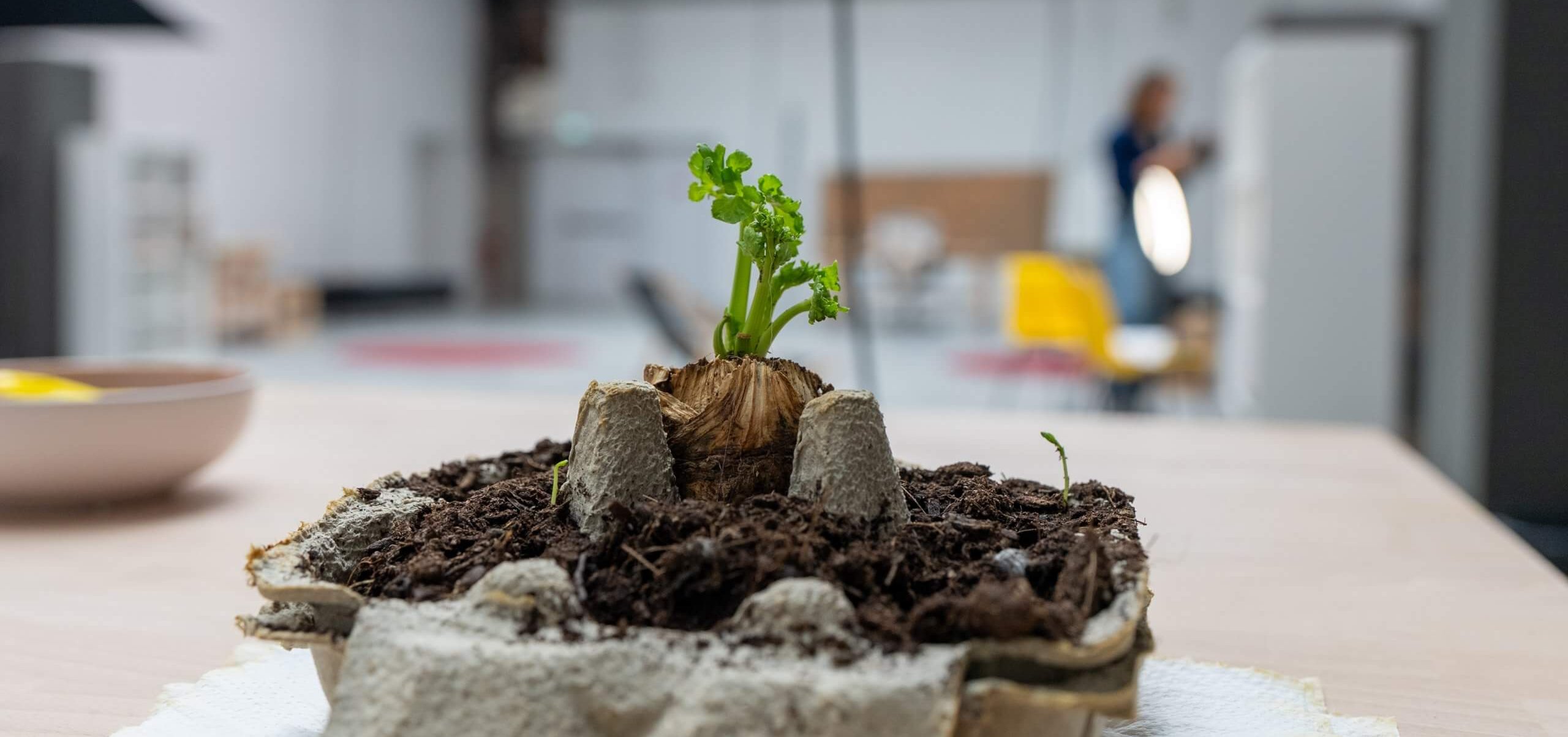 Une petite plante verte pousse dans une boîte à œufs posée sur une table, avec un espace de travail intérieur flou et une personne à l'arrière-plan.