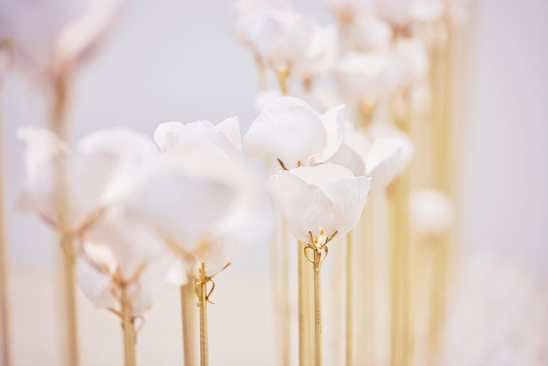 Des fleurs artificielles blanches aux pétales délicats sont attachées à de hautes et fines tiges dorées, disposées en rangées sur un fond neutre.