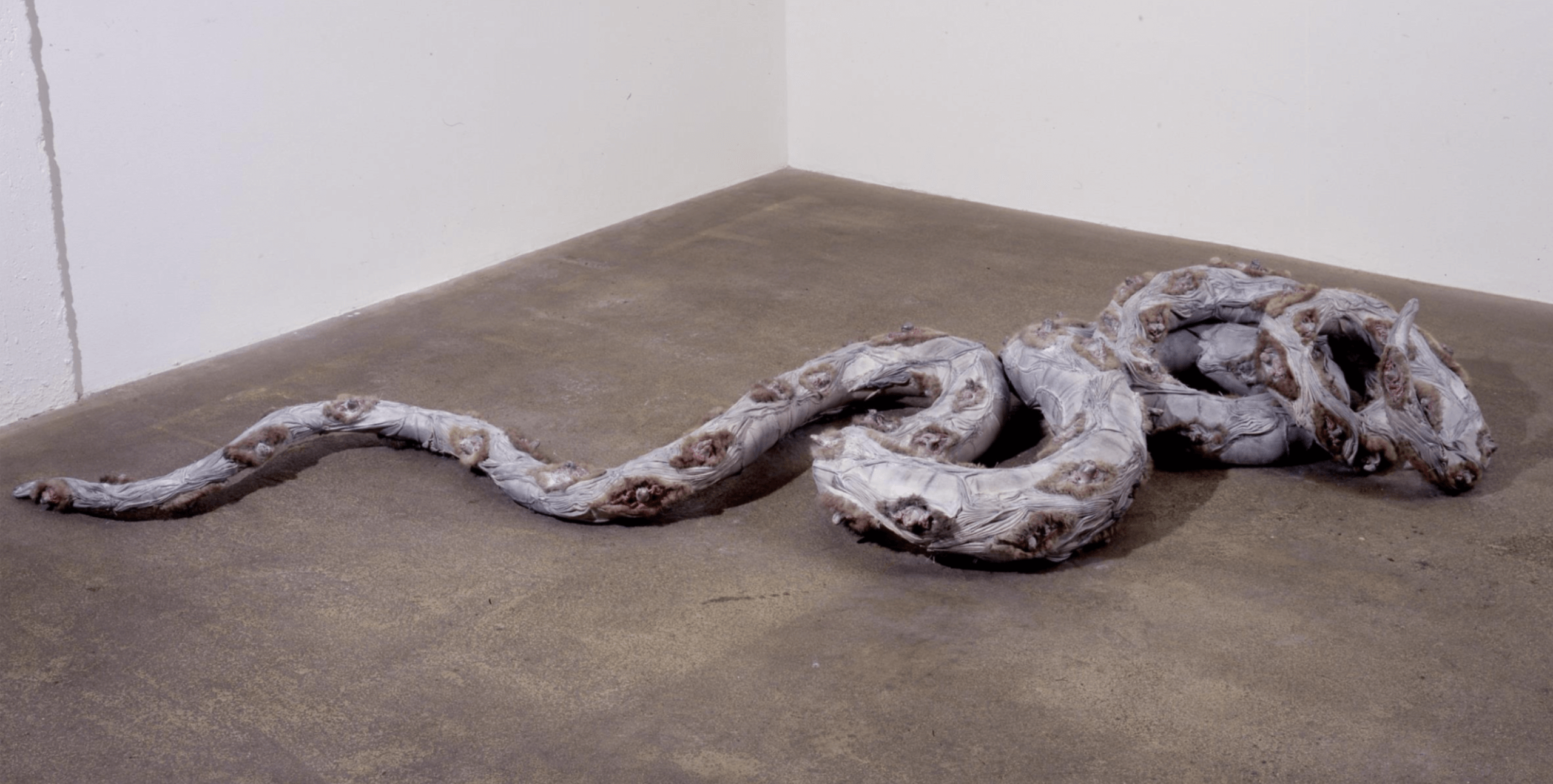 Une sculpture grise, ressemblant à un serpent, avec de multiples bouches humaines le long de son corps, est enroulée sur un sol en béton dans le coin d'une pièce.
