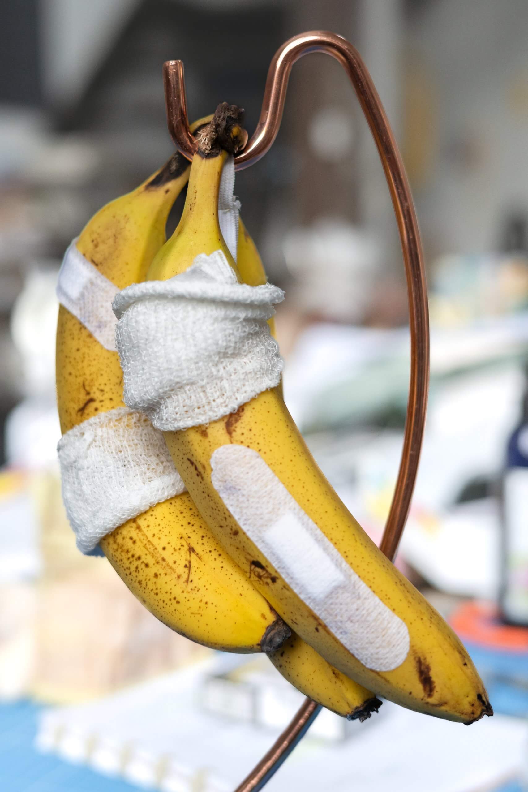 Deux bananes suspendues à un support métallique, chacune avec des enveloppes de gaze et des bandages adhésifs appliqués sur leur peau.