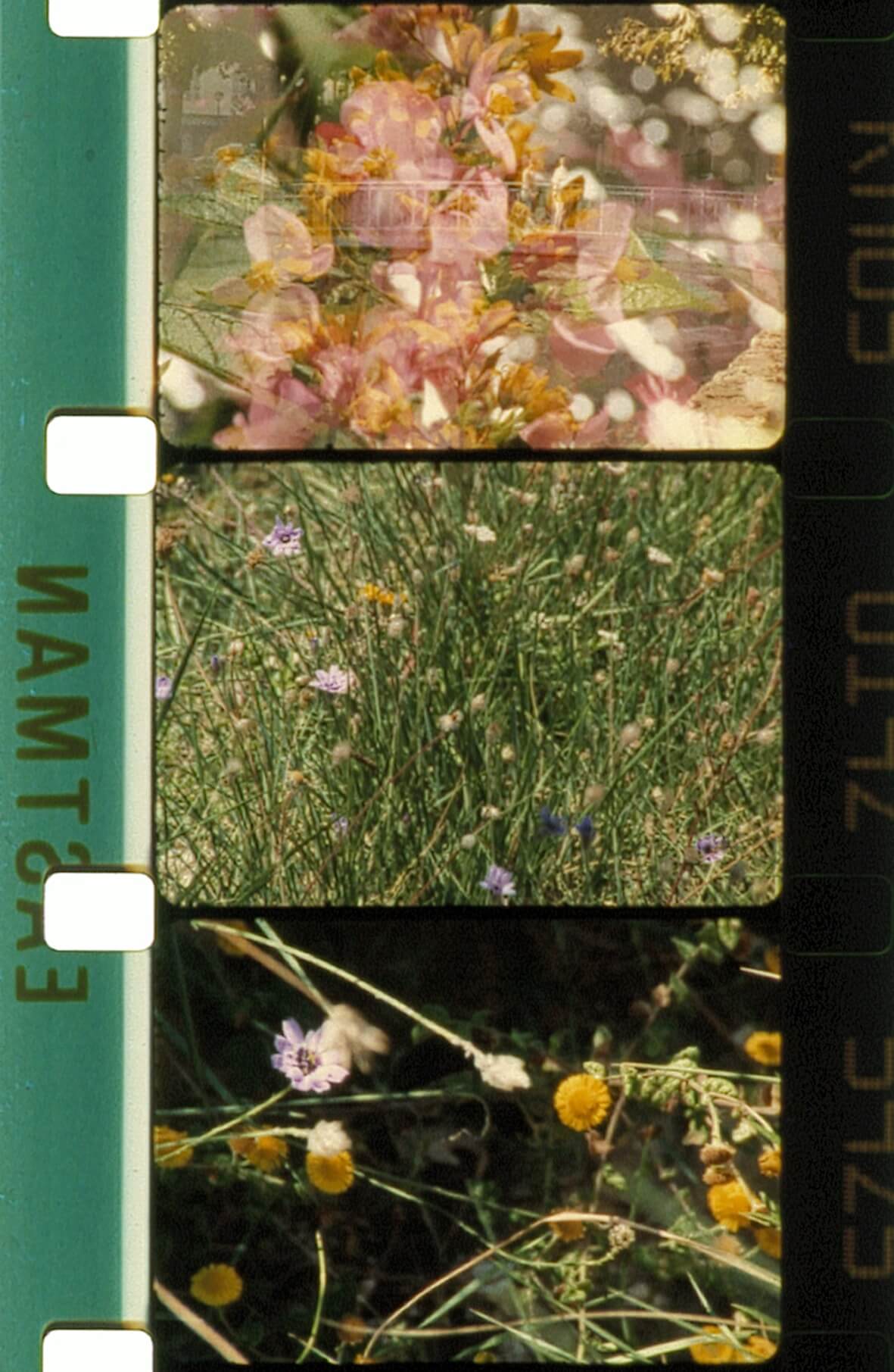 Une bande de pellicule comportant trois images représentant des gros plans de fleurs sauvages et d'herbe. Le bord de la pellicule comporte des perforations et le mot « EKTAMN ».