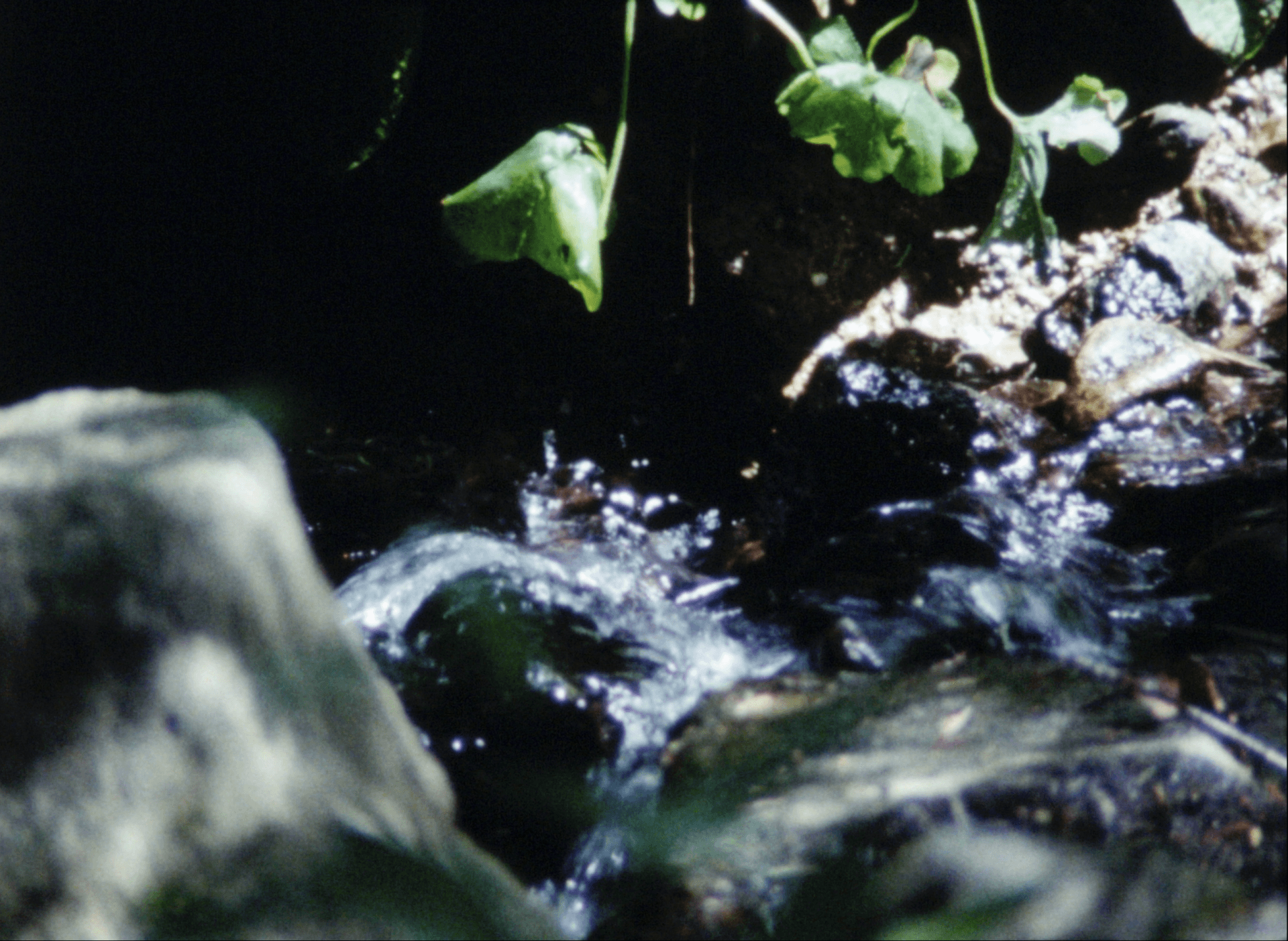 Gros plan sur un petit ruisseau coulant sur des rochers, avec des feuilles vertes suspendues au-dessus de l'eau et quelques rayons de soleil qui filtrent à travers.