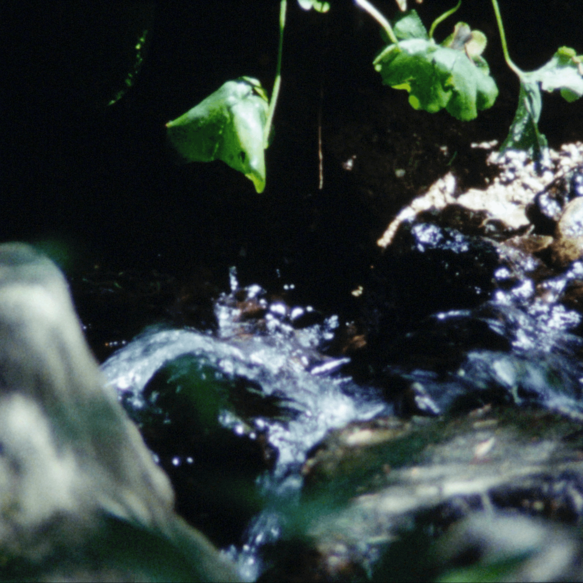 Gros plan sur un petit ruisseau coulant sur des rochers, partiellement ombragé par des feuilles vertes à travers lesquelles filtrent les rayons du soleil.