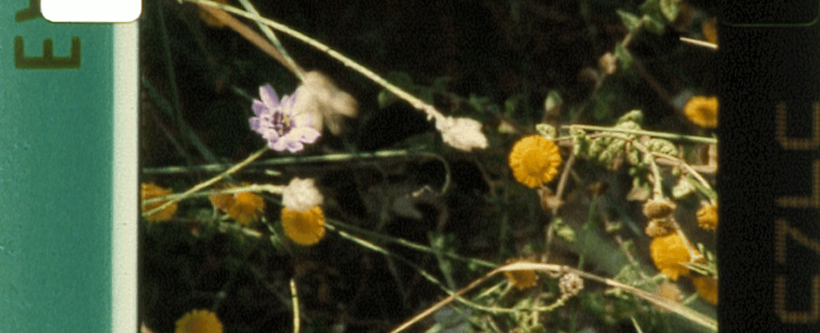 Gros plan sur des fleurs sauvages, dont une fleur violette isolée et plusieurs fleurs jaunes, avec une bordure verte de pellicule de film visible sur le côté gauche de l'image.