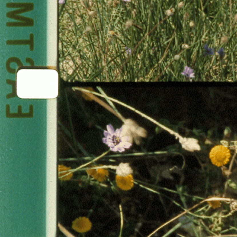 Gros plan sur une bande de pellicule montrant des images de fleurs sauvages, avec de l'herbe verte et des fleurs jaunes et violettes bien nettes. La bande de pellicule présente des repères et un bord perforé sur le côté gauche.